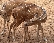 Axis Deer Magnet