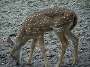 Axis Deer T-Shirt