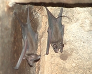 Bat Magnet