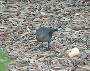 Brewer's Blackbird Magnet