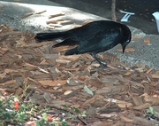 Brewer's Blackbird Magnet