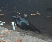 Brewer's Blackbird Magnet