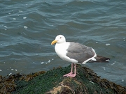 Gull Magnet