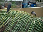 Indian Crow Magnet
