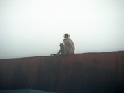 Langur Poster