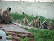 Langur Poster