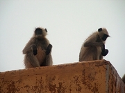 Langur Poster