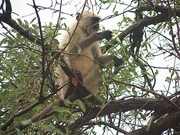 Langur Poster