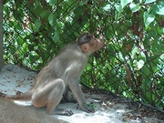 Rhesus Macaque Poster