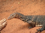 Yellow Monitor Magnet