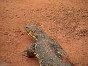 Yellow Monitor Magnet