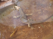Yellow Monitor Magnet
