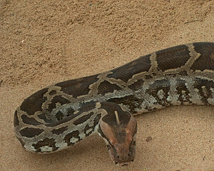 Indian Rock Python