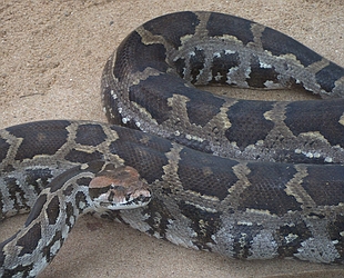 Burmese Rock Python