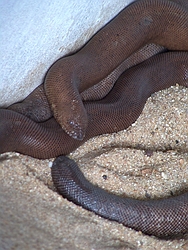 Red Sand Boa