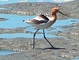 American Avocet picture