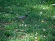 American Robin picture