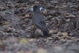 American Robin picture