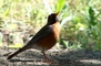 American Robin picture
