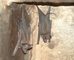 Bat picture