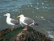 Gull picture
