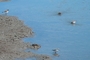 Semipalmated Plover picture