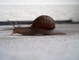 Snail picture
