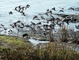 Western Sandpiper picture