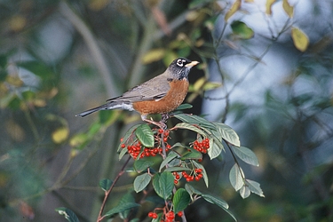 American Robin