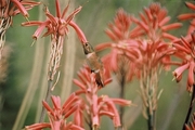 Allen's Hummingbird Magnet