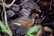 American Robin Magnet