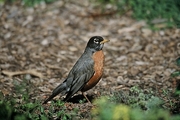 American Robin Magnet