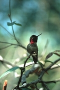 Anna's Hummingbird Magnet