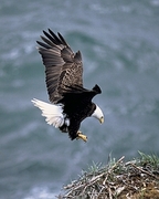 Bald Eagle Magnet