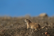 Black-tailed Prairie Dog Mousepad