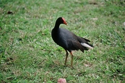 Common Moorhen Magnet