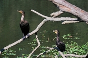 Cormorant Magnet