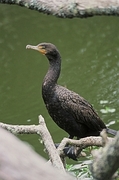 Double-Crested Cormorant Magnet