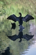 Double-Crested Cormorant Magnet