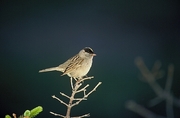 Golden-Crowned Warbler Magnet