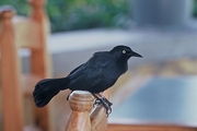 Greater Antillean Grackle Magnet