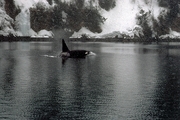 Killer Whale Magnet