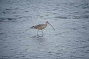Long Billed Curlew Magnet