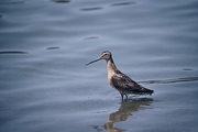 Long-billed Dowitcher Magnet