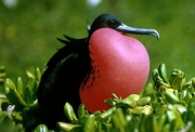 Magnificent Frigatebird Magnet