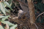 Mourning Dove Magnet