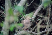 Mourning Dove Magnet