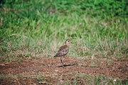 Pacific Golden Plover Magnet