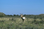 Pronghorn Magnet