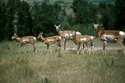 Pronghorn Magnet